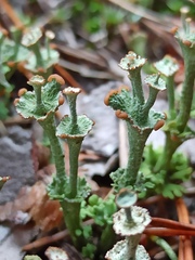 Cladonia verticillata