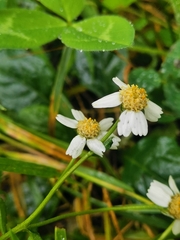 Achillea ptarmica