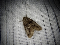 Protomiselia bilinea