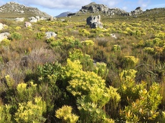 Leucadendron xanthoconus