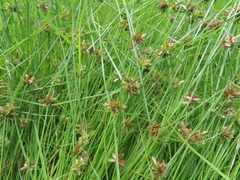 Cyperus sanguinolentus