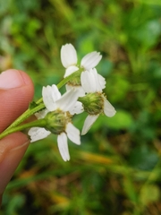 Achillea ptarmica