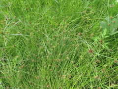 Cyperus sanguinolentus