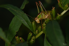 Poecilimon cretensis