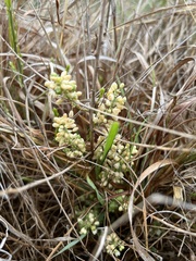 Asparagus