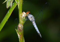 Brachydiplax denticauda