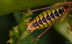 Poecilimon cretensis
