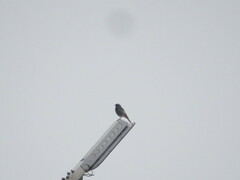 Phoenicurus ochruros