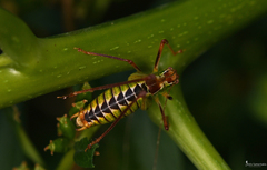 Poecilimon cretensis