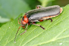 Cantharis rustica