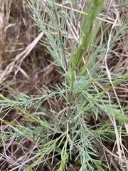 Asparagus