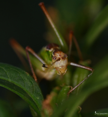Poecilimon cretensis