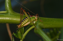 Poecilimon cretensis