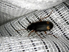 Chlaenius tetragonoderus