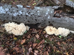 Hericium coralloides