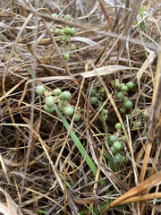 Asparagus