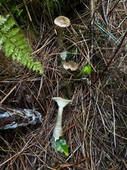 Ampulloclitocybe clavipes