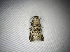 Bryophilina mollicula