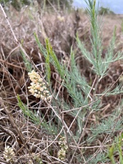 Asparagus