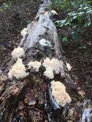 Hericium coralloides