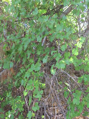 Vitis californica