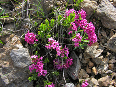 Daphne cneorum