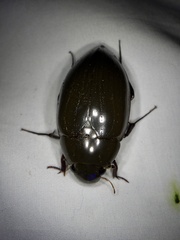 Hydrophilus acuminatus