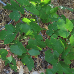 Vitis californica