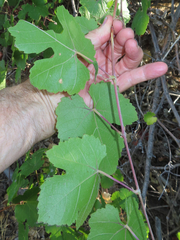 Vitis californica