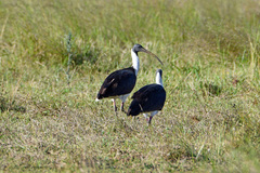Threskiornis spinicollis