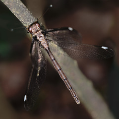 Ascalobyas albistigma