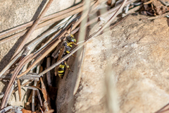 Ammatomus coarctatus