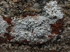 Lecanora gangaleoides