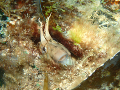 Parablennius tasmanianus