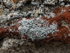 Lecanora gangaleoides