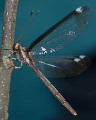 Ascalobyas albistigma