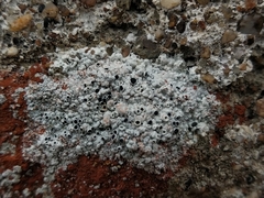 Lecanora gangaleoides