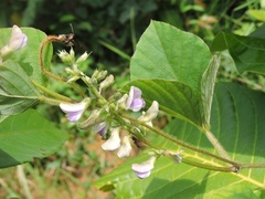 Neustanthus phaseoloides