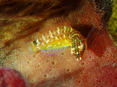 Austrolabrus maculatus