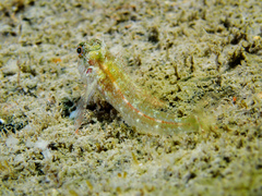 Helcogramma decurrens