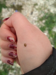 Tytthaspis sedecimpunctata