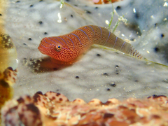 Cochleoceps bicolor