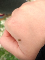 Tytthaspis sedecimpunctata