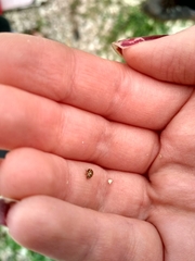 Tytthaspis sedecimpunctata