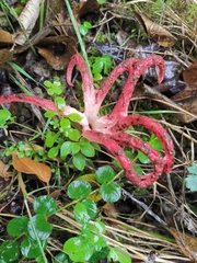 Clathrus archeri