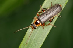 Cantharis nigricans
