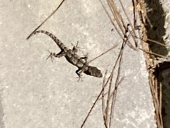 Mediodactylus orientalis