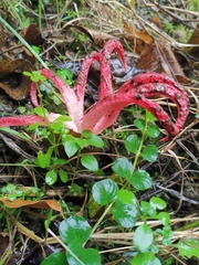 Clathrus archeri