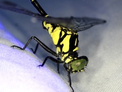 Stylogomphus suzukii