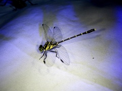 Stylogomphus suzukii